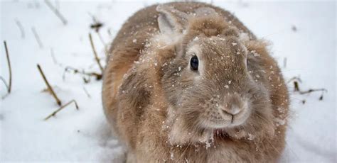 How Much Cold Can A Pet Rabbit Tolerate Pet Nudge