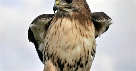 What Types Of Hawks Are In Alabama Covenant Wildlife