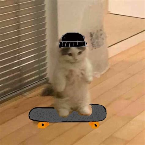 Funny Cat Stands On Skateboard