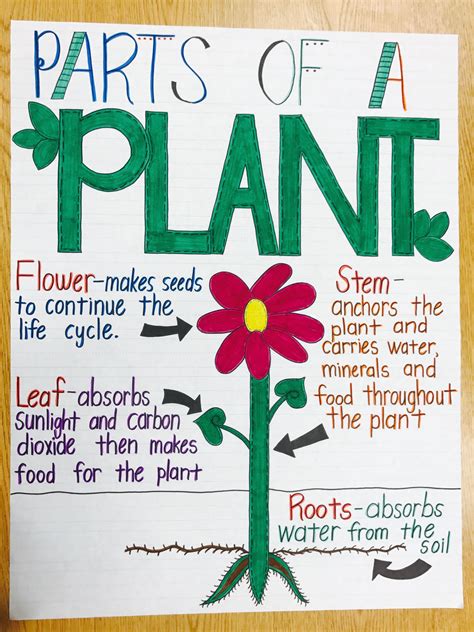 Parts Of A Plant Anchor Chart Plants Anchor Charts