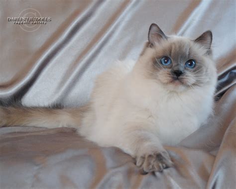 Darlinlildolls Ragdoll Kitten Breeder Ontario