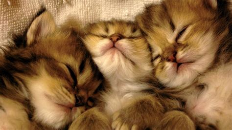 Three Sleeping Kittens
