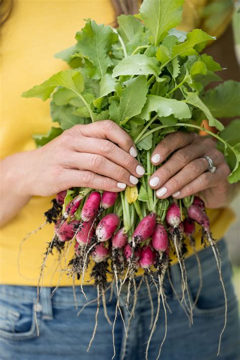 Signs That Your Radishes Are Ready To Be Harvested From The Garden