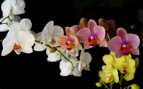 Wallpaper Orchids Blossom Cattleya Flower Flora Petal Different