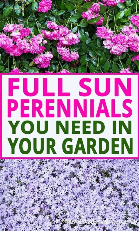 Looking for low maintenance plants with beautiful these evergreen shrubs for full sun will stay green all year which makes them perfect for foundation plants, privacy hedges or garden beds. Full Sun Perennials: 10 Beautiful Low Maintenance Plants ...