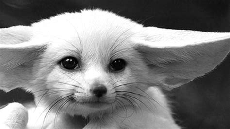 the cunning fennec fox human sexuality lgbtqqiaap transgeneration and the cunning fennec fox