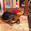 烏龜圖集：黃緣龜 - 每日頭條