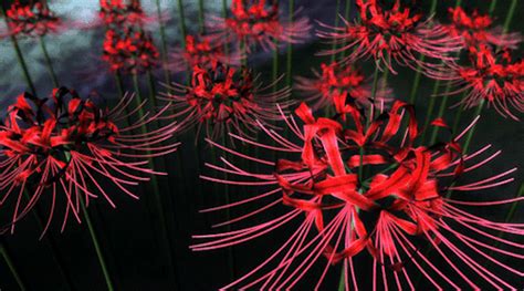 Red Spider Lily  Abyss
