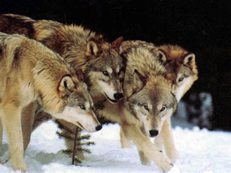 The most common type of wolf is the gray wolf, or timber wolf. wolf pack ` | Howling For Justice