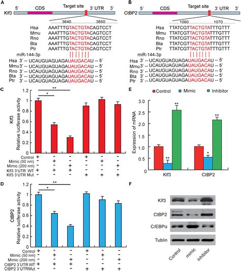 frontiers mir 144 3p promotes adipogenesis through releasing c ebpα from klf3 and ctbp2
