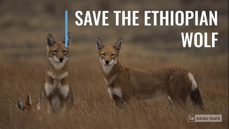 Save The Ethiopian Wolf B Youtube