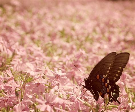 Wallpaper Pink Lake Sc Yard Butterfly Action South Carolina