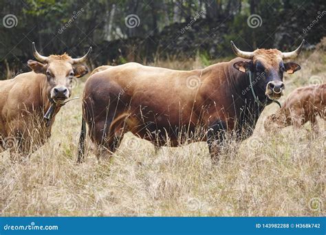 Bull And Cow In The Countryside Cattle Livestock Stock Photo Image