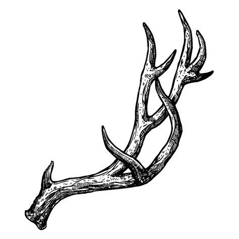 Deer Horn Tattoo | Deer antler tattoos, Antler tattoos, Antler tattoo