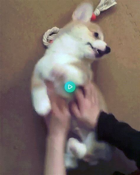 Cute Corgi