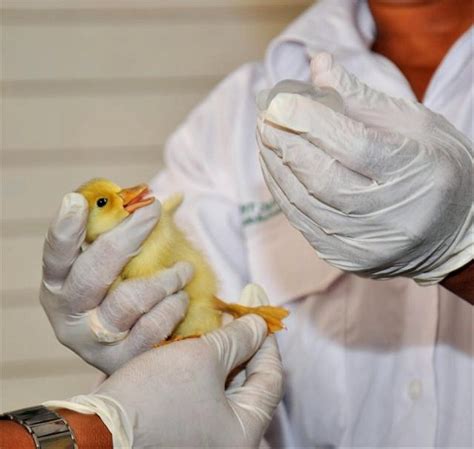 Free Picture Animal Health Workers Vietnam Immunize Chick Bird