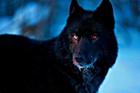 Pin By Crystal Larimer On G Black Wolf Wolf With Red Eyes Wolf Dog