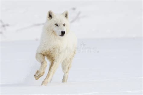 Male Wolf Prowl Food Photos Free And Royalty Free Stock Photos From