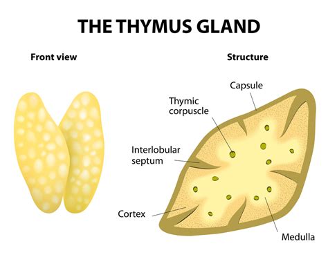 Thymus Definition Functions And Location Video And Lesson Transcript