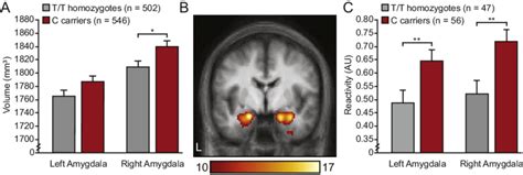 Increased Amygdala Volume And Heightened Reactivity In Rs10875995 C