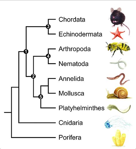 A Simplified Phylogenetic Tree Of The Kingdom Animalia Showing Only The
