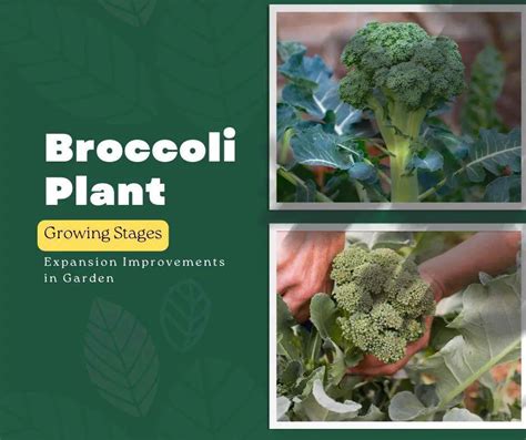 Broccoli Plant Growing Stages Expansion Improvements