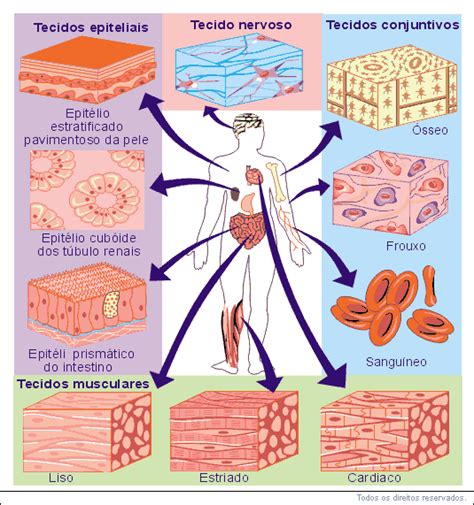 Tipos De Tecido Epitelial Aula De Biologia Educabras