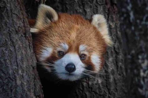 Why Do Red Pandas Put Their Hands Up