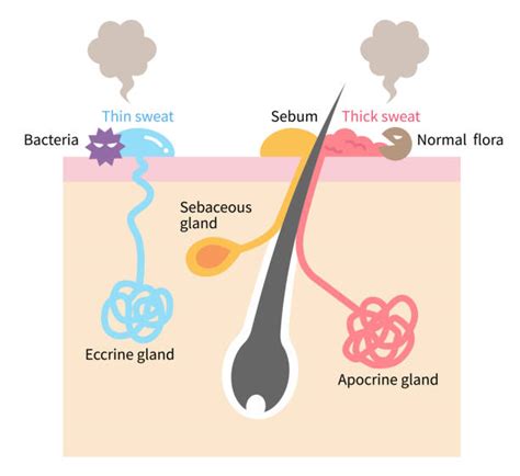 Sweat Gland Illustrations Royalty Free Vector Graphics And Clip Art Istock
