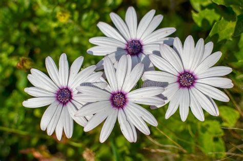 White Flower Purple Center Stock Images Download 3789 Royalty Free