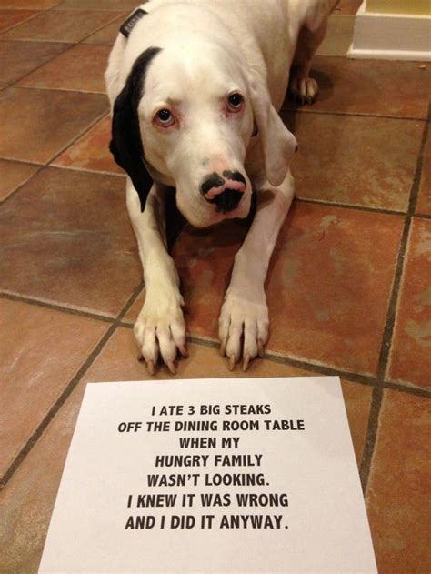 Whole Website Of Pet Shaming I Could Look At These All