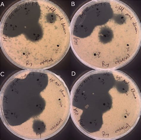 Deferred Inhibition Assay Of Purified Products From Bacillus Velezensis
