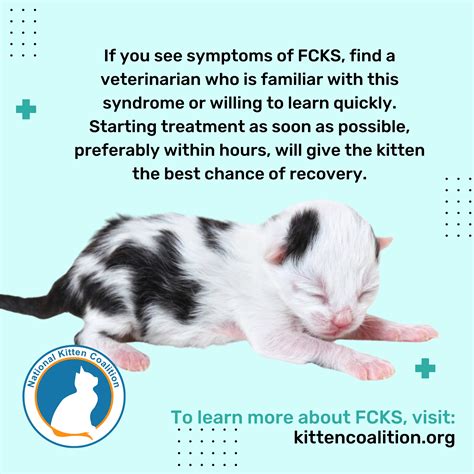 Understanding Recognizing And Treating Flat Chested Kitten Syndrome