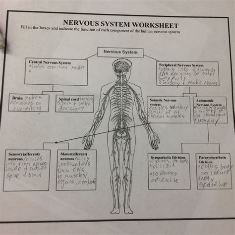 Nervous System Worksheet Diagram Quizlet