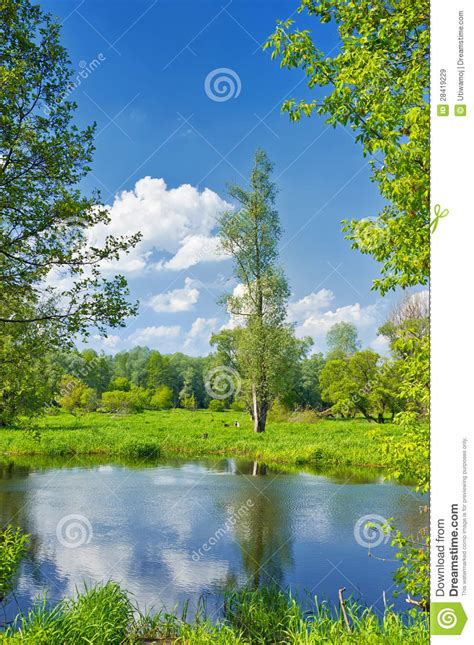 Summer Landscape With Lonely Tree And Blue Sky Stock Image
