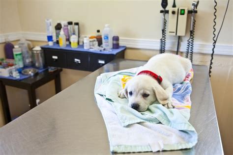 Hepatitis Infecciosa Canina Síntomas Y Tratamiento