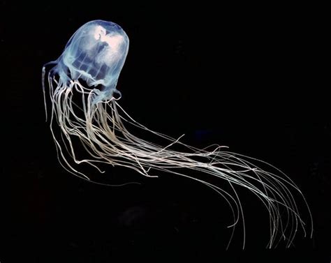 The Beautiful Yet Deadly Box Jellyfish Chironex Fleckeri Thedepthsbelow