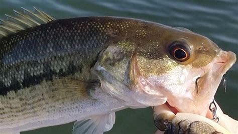 Differences Between Largemouth Bass And Spotted Bass Bassgrab