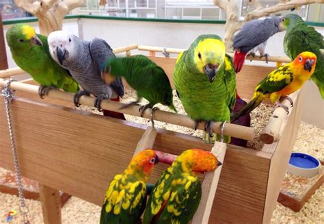 4 (7) see price at checkout. World of Birds - 19 Photos - Pet Stores - 15 Perry St ...