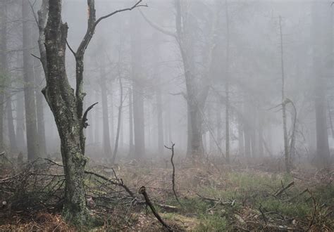 Free Photo Woods Fog Foggy Forest Free Download
