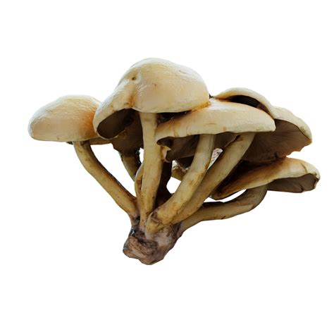 Mushroom family 10 - BlenderBoom in 2020 | Stuffed mushrooms, 3d model ...