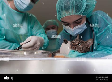 Vet Treating Domestic Cat Hi Res Stock Photography And Images Alamy