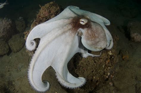 Underwater Photographer Miguel Cordovas Gallery Octopus Octopus