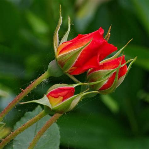 I know i'm going to be hated for this post, but i can't not write it, because, very few people are talking about the sexual violence in sarah j. rose botaniche - Fiori in giardino - Rosa botanica