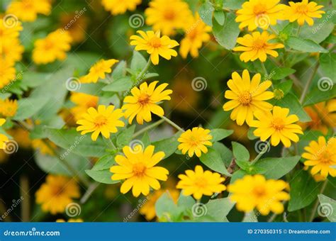 Little Yellow Star Flowers In Nature Stock Image Image Of Closeup