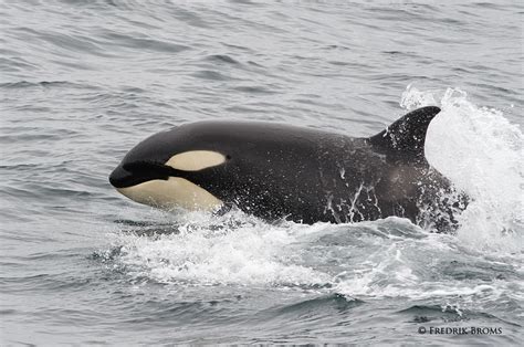 Northern Lights Photography Killer Whales Orcas