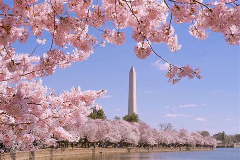 Dc S Cherry Blossoms Expected To Hit Peak Bloom March