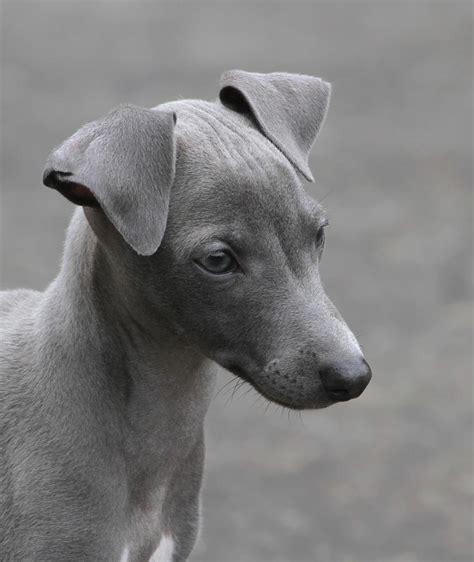 Italian Greyhound Puppy Photograph By Angie Vogel