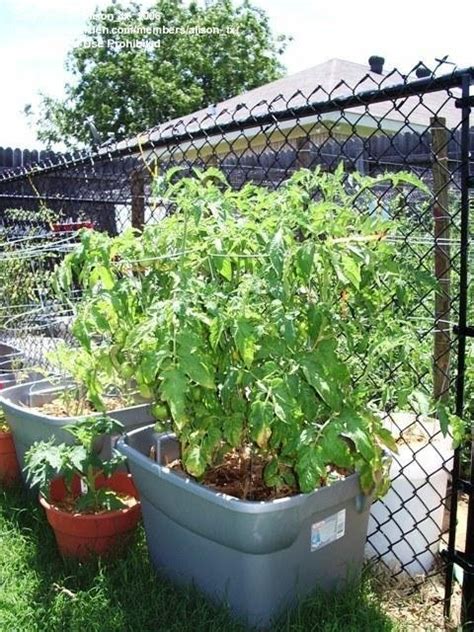 Plantfiles Pictures Tomato Better Bush Lycopersicon Lycopersicum