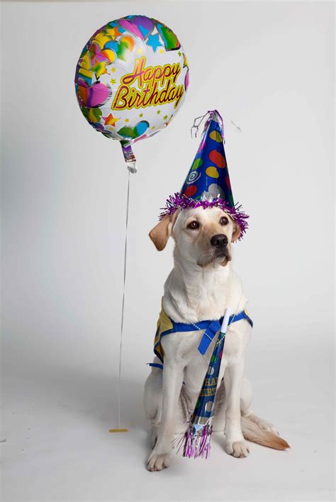 Birthday Dog Wallpapers Wallpaper Cave
